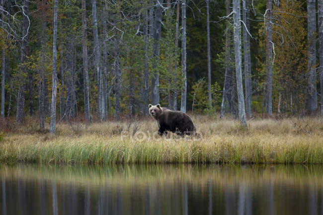 Finlandia, Kuhmo, Orso bruno (Ursus arctos) che cammina sulla riva del lago in autunno taiga — Foto stock