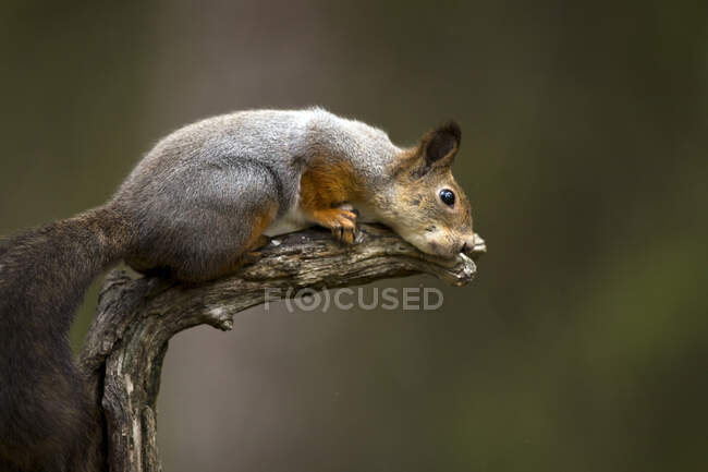 Фінляндія, Кугмо, Євразійська червона білка (Sciurus vulgaris) лежить на гілці дерев. — стокове фото