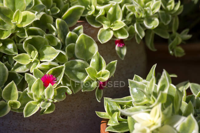Planta de hielo común creciendo en terraza - foto de stock
