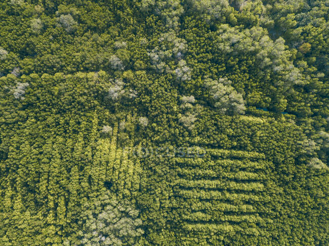 Indonesia, Bali, Sanur, Veduta aerea della foresta di mangrovie — Foto stock
