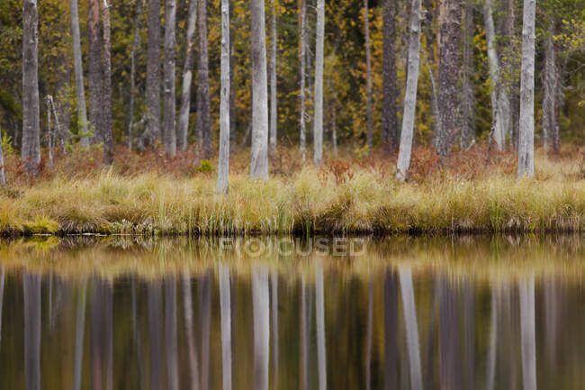 Finlandia, Kainuu, Kuhmo, árboles de otoño que reflejan en el lago - foto de stock