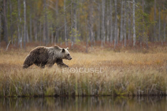 Finnland, Kainuu, Kuhmo, Braunbär (Ursus arctos) beim Spazierengehen am grasbewachsenen Seeufer in der herbstlichen Taiga — Stockfoto