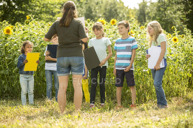 School children learning about nature in a sunflower field — Stock Photo