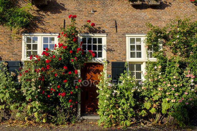 Países Bajos, Utrecht, Amersfoort, Rosas floreciendo junto a la puerta de entrada de la casa de ladrillo - foto de stock