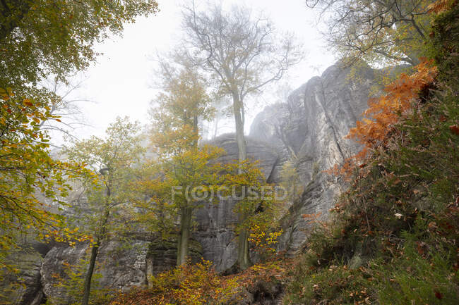 Germania, Sassonia, Alberi autunnali di fronte alla scogliera nel Parco nazionale della Svizzera sassone — Foto stock