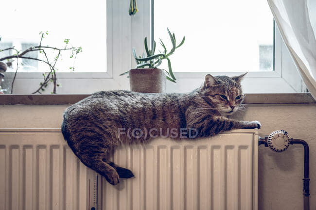 Tabby cat relaxing on heater at home — Stock Photo