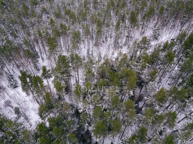Росія, Ленінградська область, вид з повітря зимового лісу — стокове фото