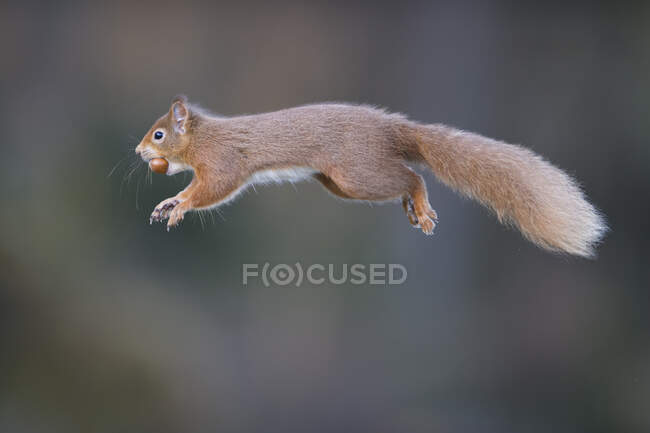 Велика Британія, Шотландія, Червона білка (Sciurusvulgaris) середній стрибок — стокове фото