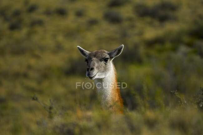 Chile, Província de Ultima Esperanza, Retrato de guanaco (Lama guanicoe) olhando para câmera — Fotografia de Stock