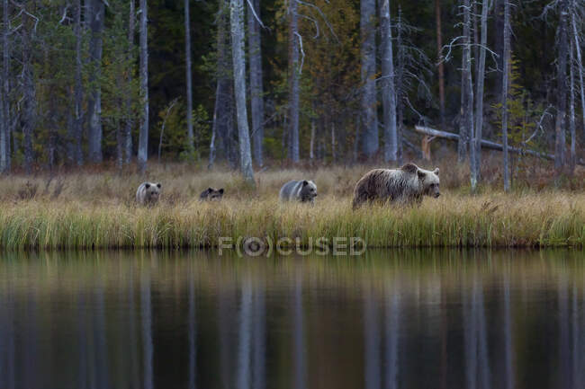 Finnland, Kuhmo, Braunbärenfamilie (Ursus arctos) spaziert in der herbstlichen Taiga am Seeufer entlang — Stockfoto