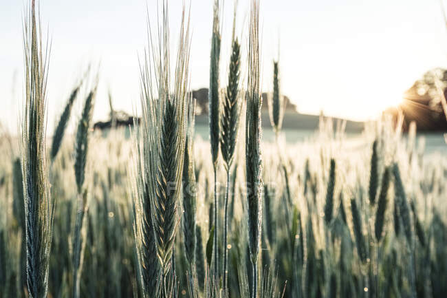 Germania, Primo piano della coltivazione della segale (Secale cereale) in campo all'alba — Foto stock