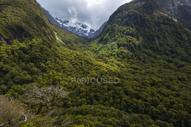 Nuova Zelanda, Southland, Vista panoramica sulla Hollyford Valley boscosa — Foto stock