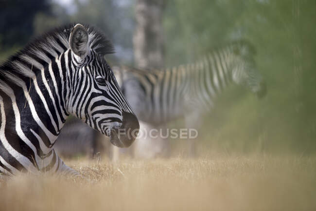 Zebra in the wild — Stock Photo