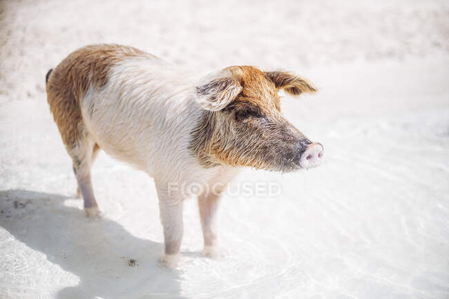 Свинья плавает в море на Свином пляже, Эксума, Багамские острова, Карибские острова — стоковое фото