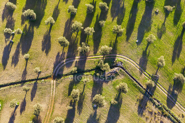 Espanha, Ilhas Baleares, Valldemossa, Vista Drone de estrada de terra no pomar de oliveira de verão — Fotografia de Stock