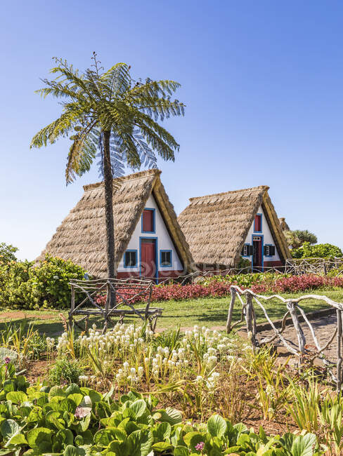 Portugal, Madeira, Santana, Jardín primaveral y palmera frente a casas  tradicionales en forma de triángulo — Casa de Colmo, Árbol - Stock Photo |  #472797504