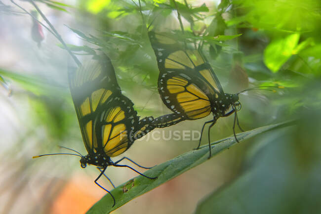 Dos mariposas Dircenna dero en una hoja, Iguazú, Brasil - foto de stock