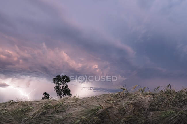 Germany, Bavaria, Berg, Barley field during thunderstorm — Stock Photo