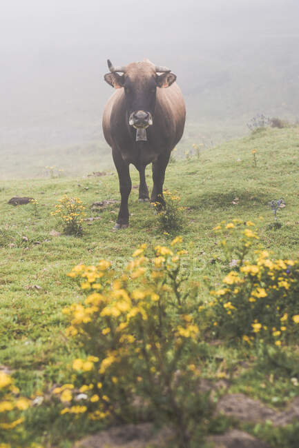 España, Cantabria, Vaca solitaria pastando en niebla - foto de stock