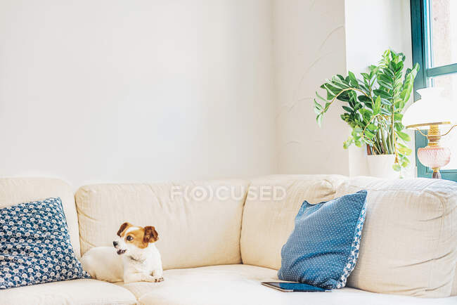 Dog lying on sofa — Stock Photo