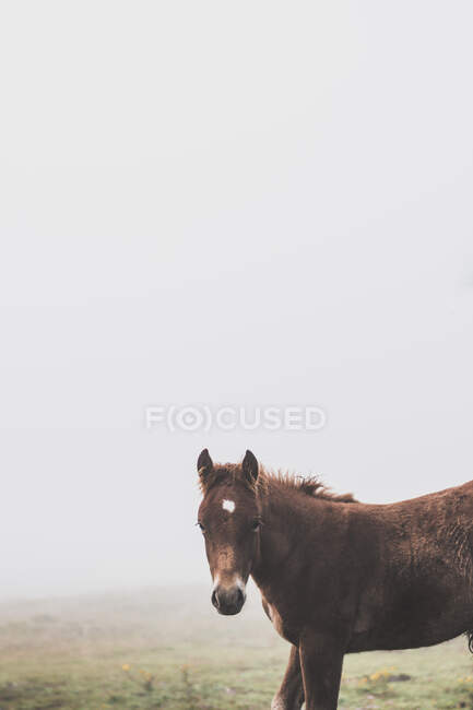 España, Cantabria, Retrato de un caballo solitario en la niebla - foto de stock