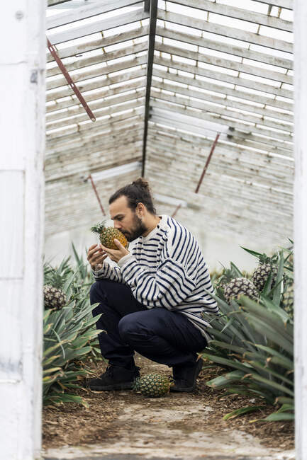 Человек, сидящий в оранжерее и изучающий ананас. — стоковое фото