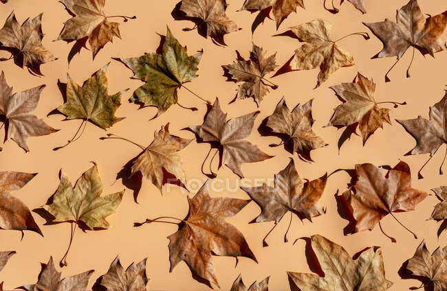 Estudio plano de hojas de arce seco acostado sobre fondo marrón - foto de stock