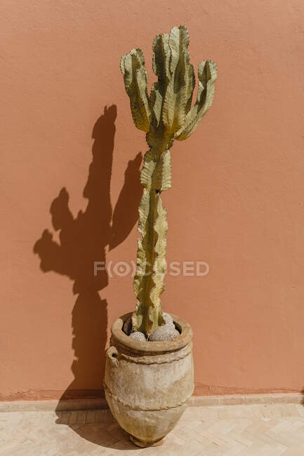 Morocco, Potted cactus standing in front of wall — Stock Photo