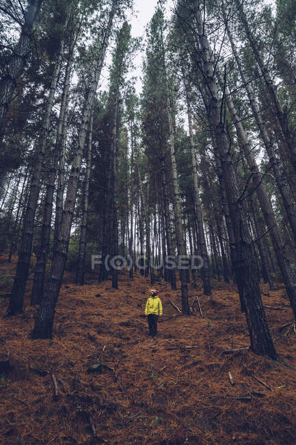 Uomo in piedi nella foresta, Spagna — Foto stock