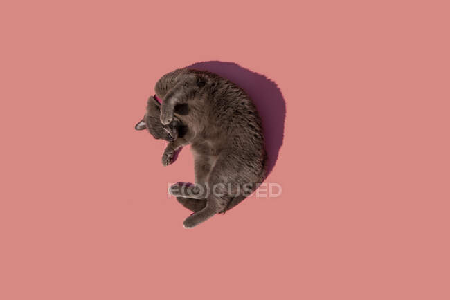 Studio colpo di gatto blu russo sdraiato sullo sfondo rosa — Foto stock