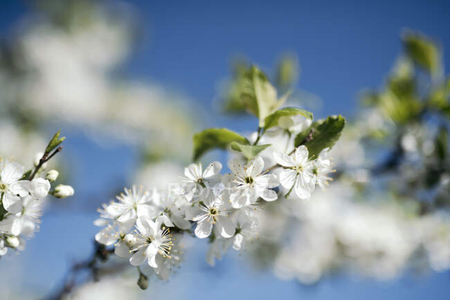 Flores de cerezo blanco contra el cielo azul — Árbol frutal, parque - Stock  Photo | #472813206