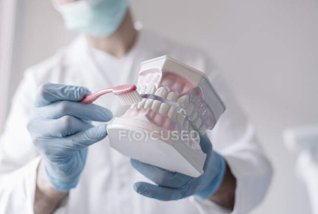 Denist muestra cómo limpiar los dientes con un cepillo de dientes con un modelo dental - foto de stock