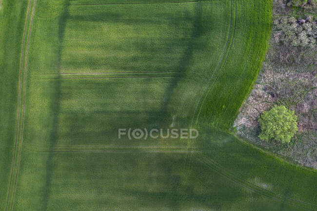 Vista aerea dei campi verdi e boschi al mattino — Foto stock
