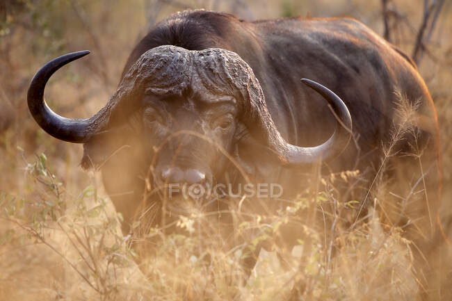 South Africa, Mpumalanga, Portrait of Cape buffalo (Syncerus caffer) in Sabi Sand Game Reserve — Stock Photo