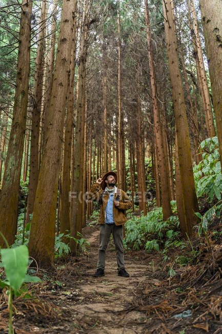 Человек, стоящий в лесу в окружении деревьев, остров Сан-Мигель, Азорские острова, Португалия — стоковое фото