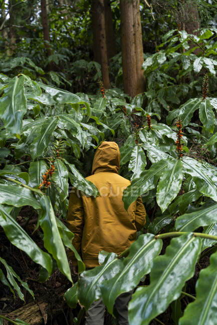 Man standing in forest surrounded by huge leaves, Sao Miguel Island, Azores, Portugal — Stock Photo