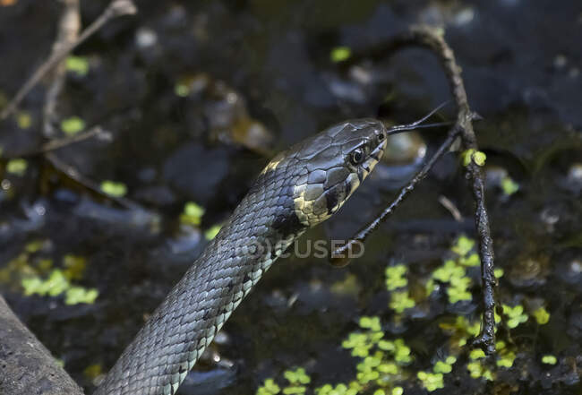 Germania, Ritratto di serpente d'erba (Natrix natrix) — Foto stock