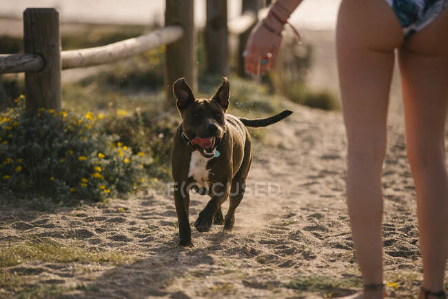 Cão correndo na praia, Almeria, Espanha — Fotografia de Stock