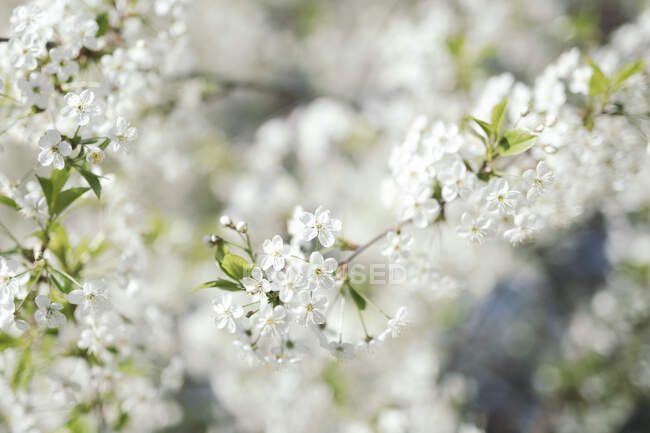Las flores de cerezo blanco — Color:, Árbol en flor - Stock Photo |  #472822536