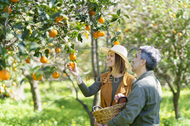 Couple cueillette d'oranges biologiques à partir d'un arbre dans la campagne — Photo de stock