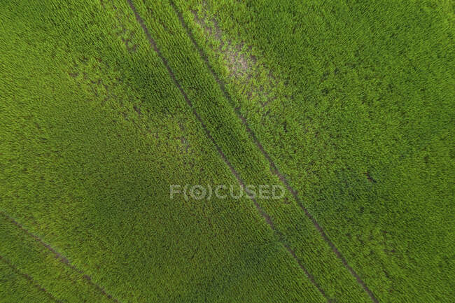 Повітряний вид на зелене трав'яне поле зі свіжими повітряними культурами — стокове фото