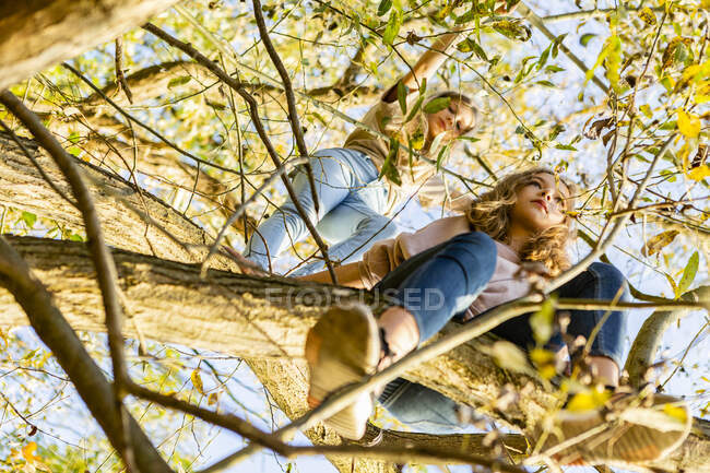Vista de ángulo bajo de amigos relajándose en el árbol en verano - foto de stock