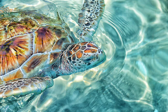 Green sea turtle - Stock Photos, Royalty Free Images | Focused