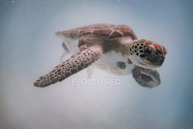 Sea turle under water — Stock Photo