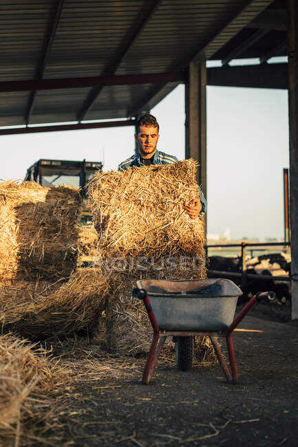 Jovem agricultor vestindo azul em geral enquanto alimenta palha para bezerros em sua fazenda — Fotografia de Stock