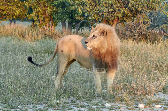 Namibia, Retrato de león (Panthera leo) al atardecer - foto de stock
