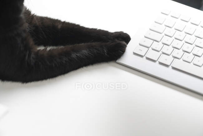 Chat noir couché sur un bureau blanc touchant clavier avec pattes, vue partielle — Photo de stock