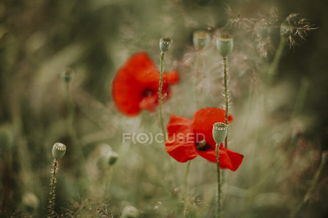 Poppies and poppy seed capsules — Stock Photo