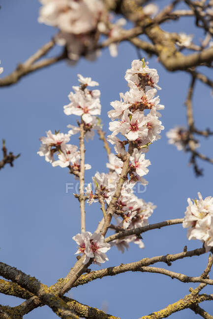 Mallorca, flowering apricot tree — Stock Photo
