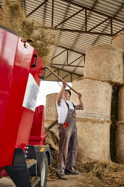 Uomo maturo che mette il fieno in macchinari agricoli in caseificio — Foto stock